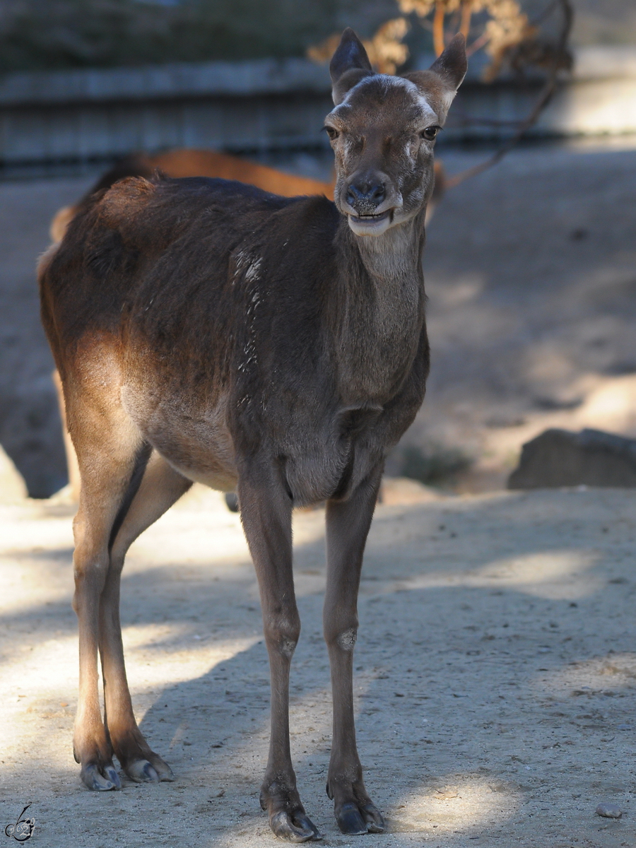 Eine Antilope im Zoo Madrid. (Dezember 2010)