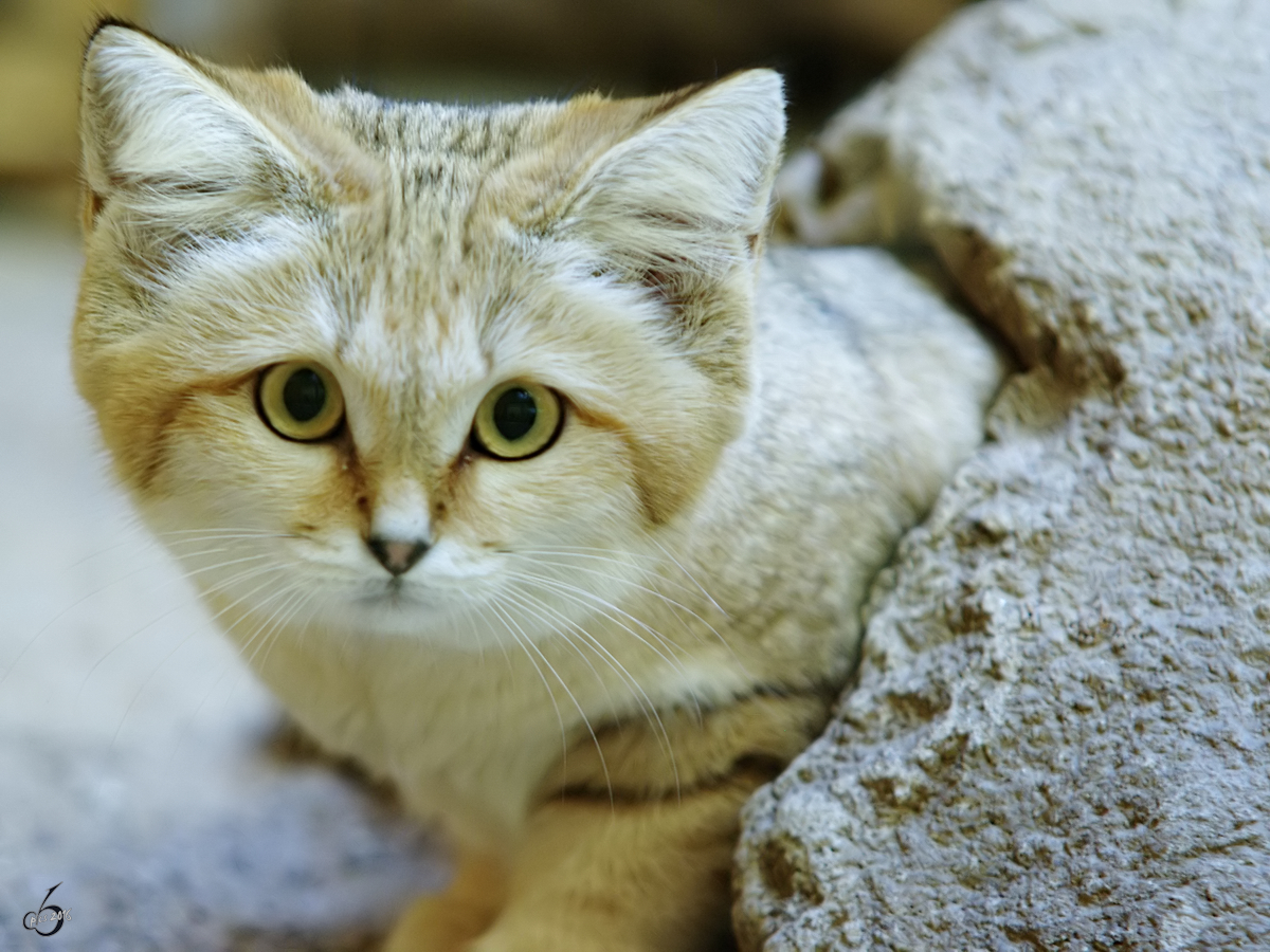 Eine Arabische Sandkatze im Zoo Wuppertal. (Januar 2009)