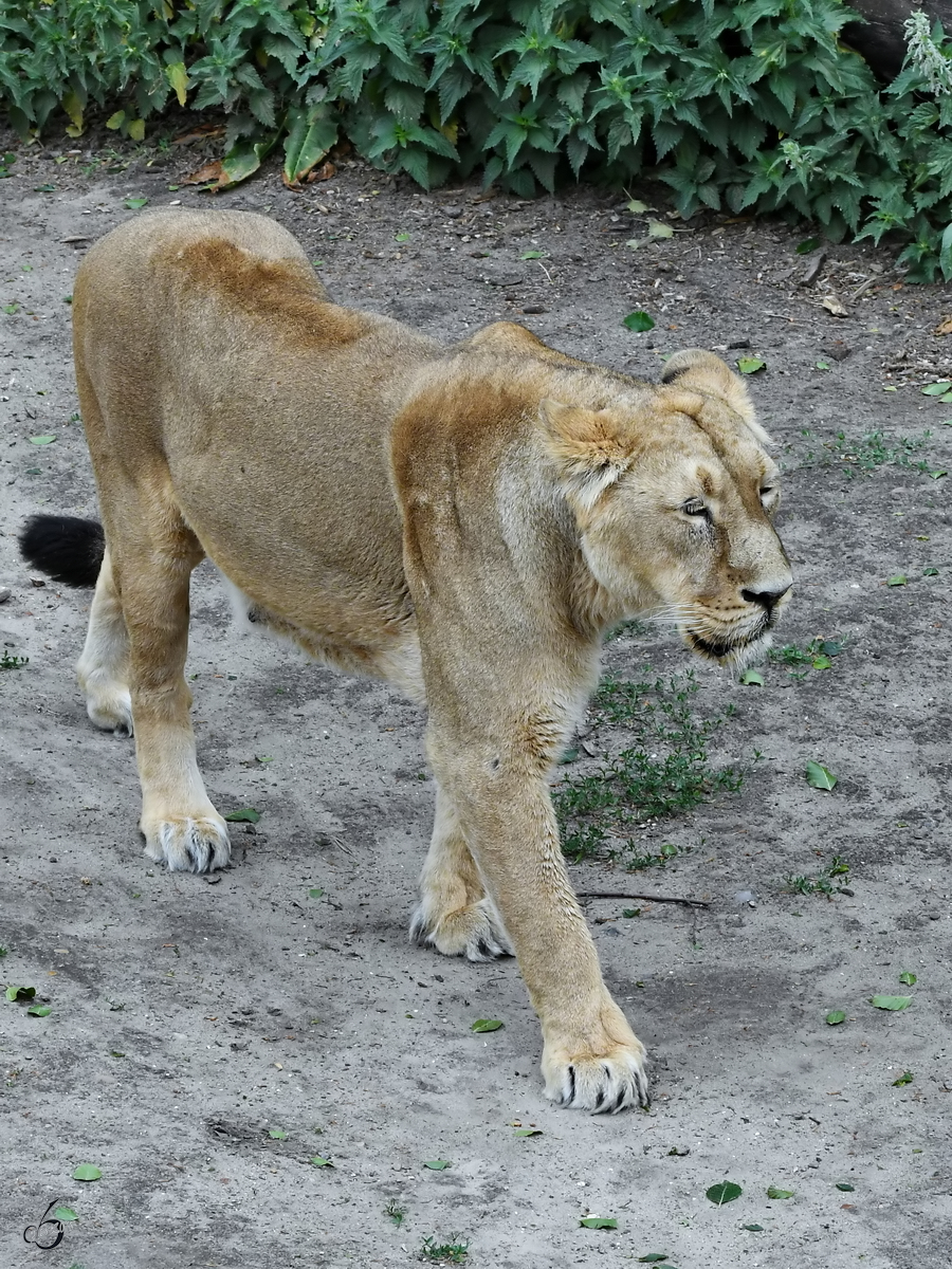 Eine Asiatische Lwin durchstreift ihr Gehege. (Zoo Aalborg, Juni 2018)