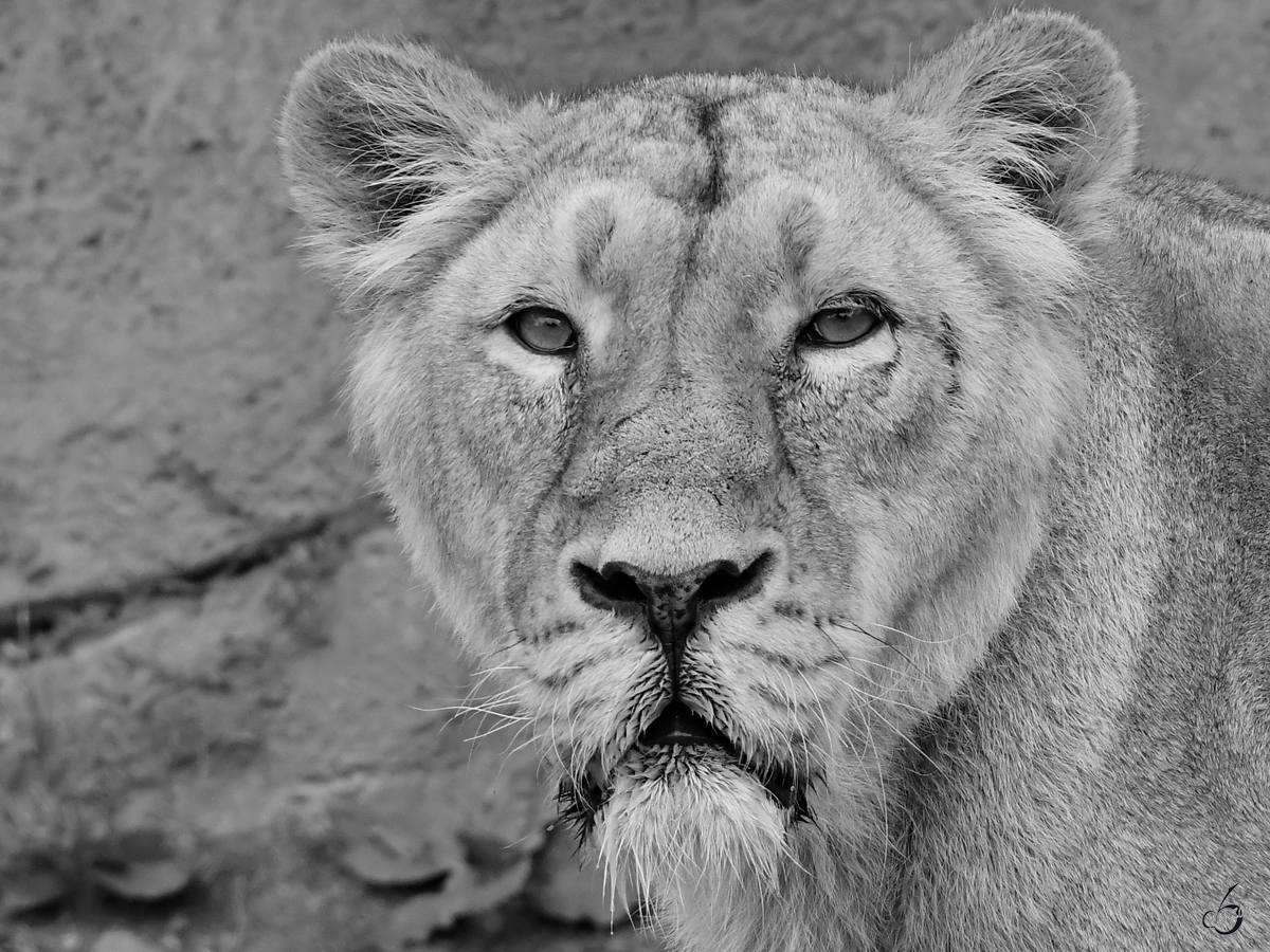 Eine Asiatische Lwin im Portrait. (Zoo Aalborg, Juni 2018)