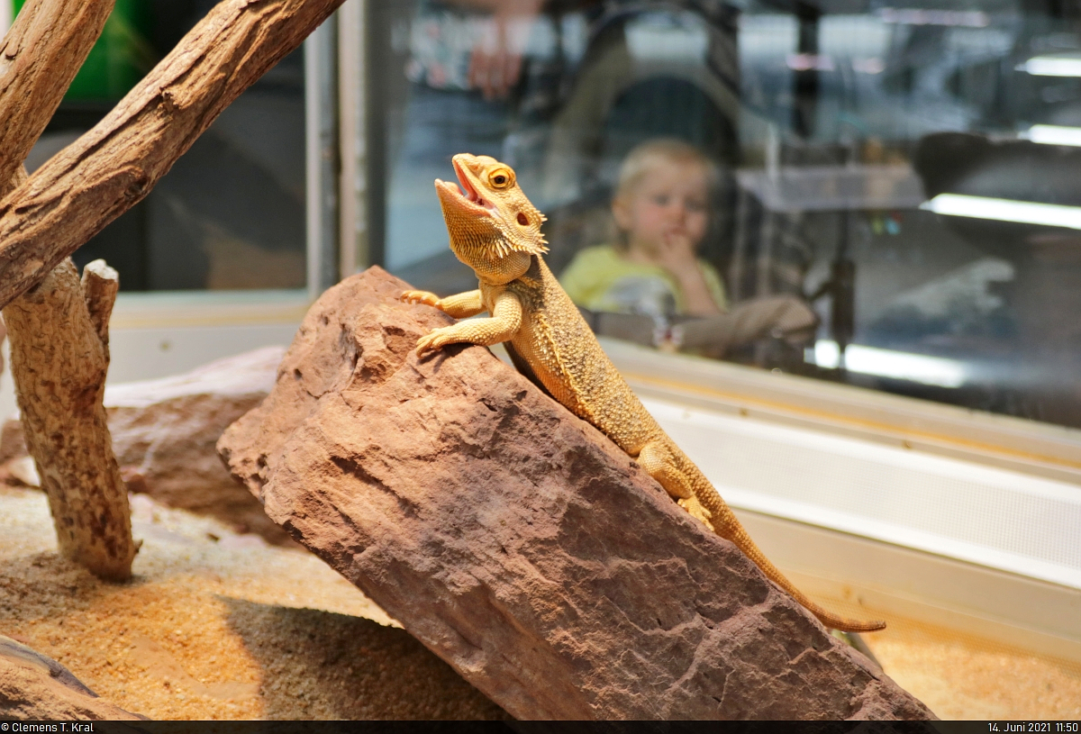 Eine Bartagame (Pogona vitticeps) stellt sich den Besuchern der Terrarien in der Wilhelma Stuttgart zur Schau.

🕓 14.6.2021 | 11:50 Uhr