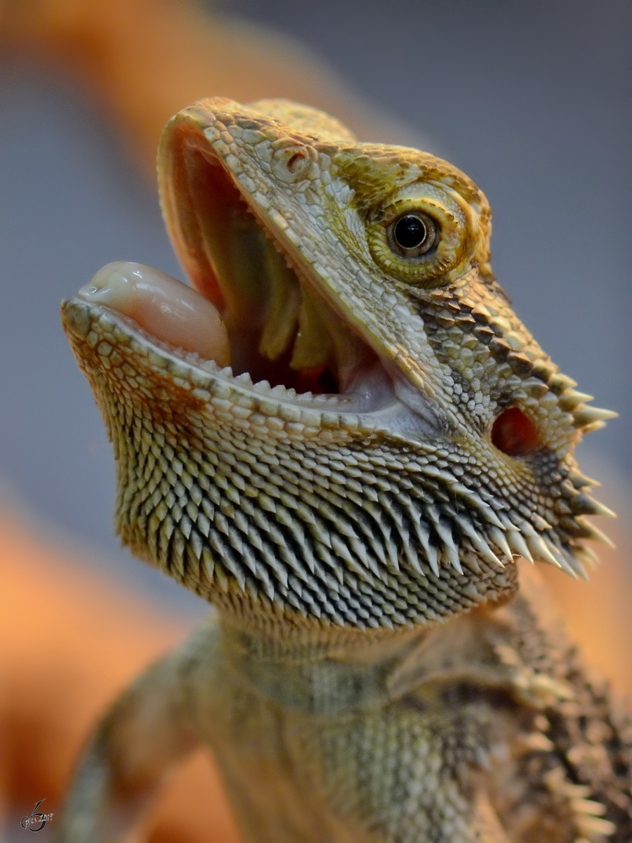 Eine Bartagame im Portrait. (Terrazoo Rheinberg, Mai 2012)