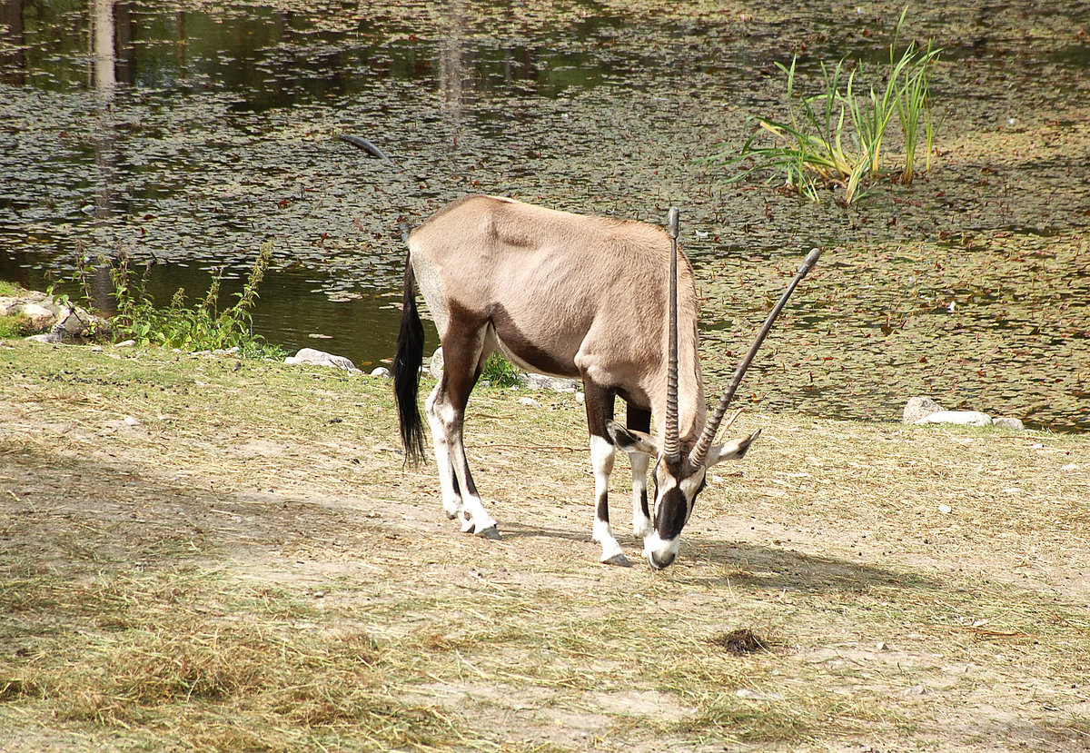 Eine Beisa-Antilope (Oryx heisa) im Tierpark Kolmrden in stergtland / Schweden. Aufnahme: 22. Juli 2017.
