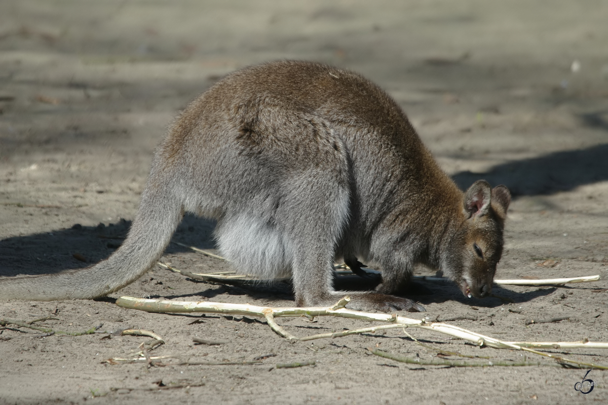 Eine Bennettknguru sucht nach etwas Essbarem. (April 2009)