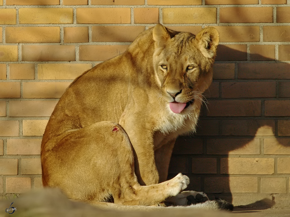 Eine Berberlwin im Zoo Dortmund. (November 2009)