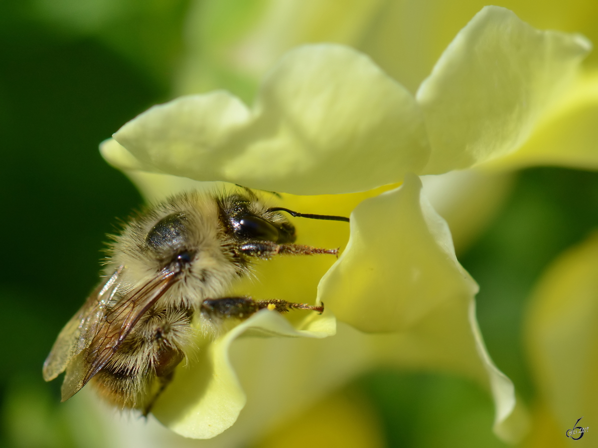 Eine Biene auf Nektarsuche. (Jarmen, August 2012)