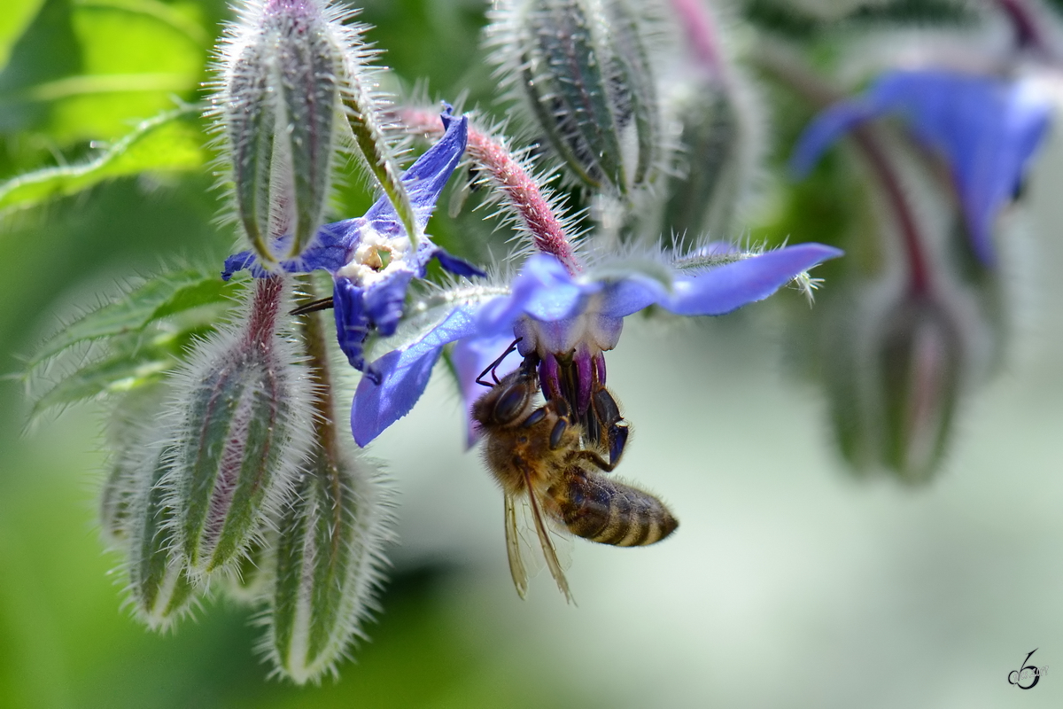 Eine Biene auf Nektarsuche. (Jarmen, August 2012)