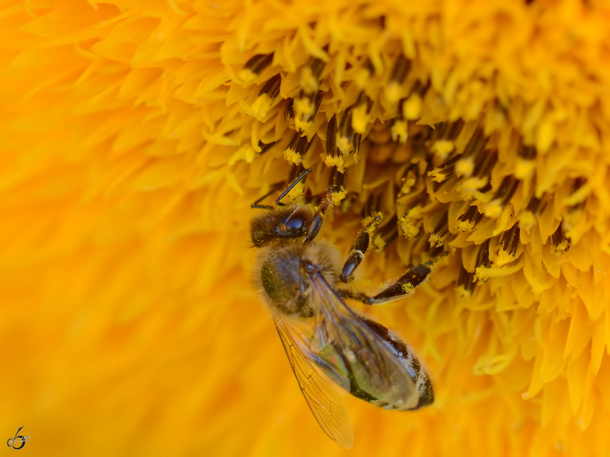 Eine Biene im elterlichen Garten. (Jarmen, August 2012)
