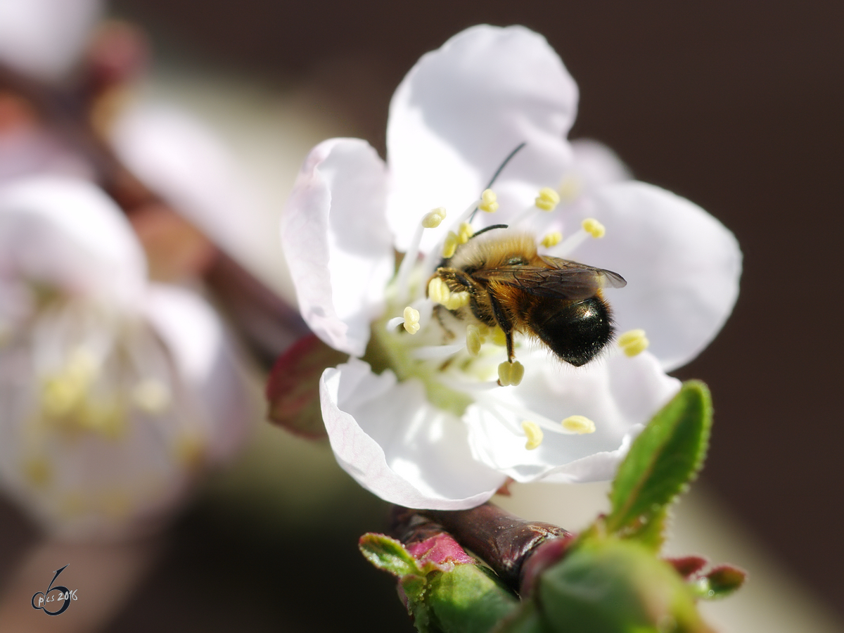Eine Biene sammelt frischen Nektar