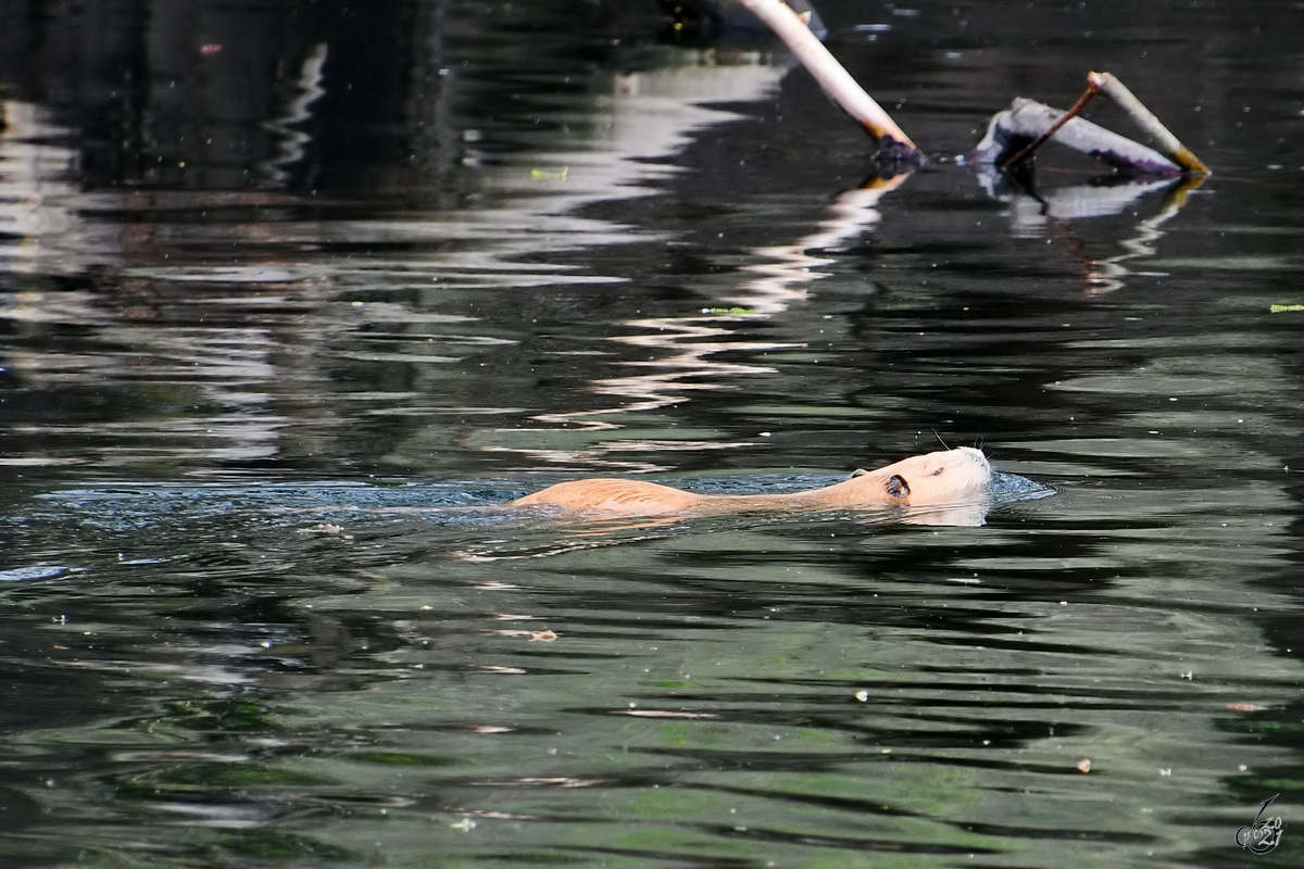 Eine Bisamratte schwimmt in der Ruhr, so gesehen Mitte April 2021 in Witten.