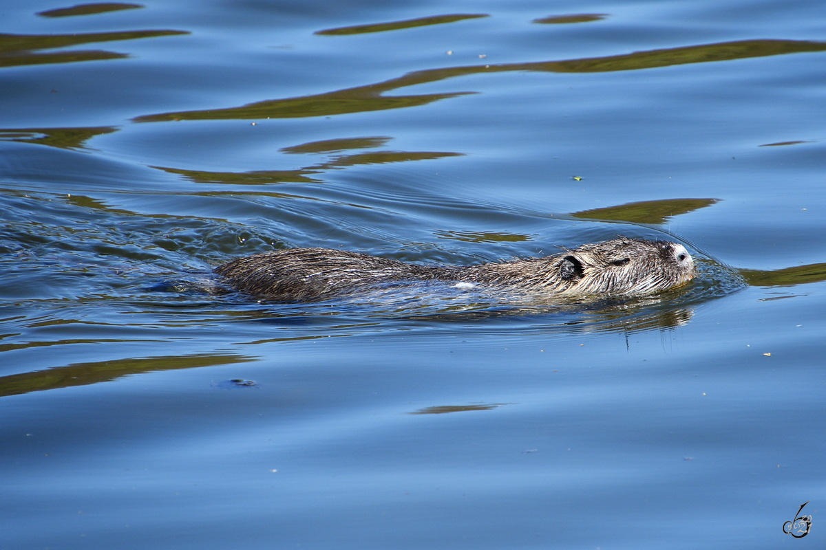 Eine Bisamratte schwimmt in der Ruhr, so gesehen Ende April 2021 in Witten.