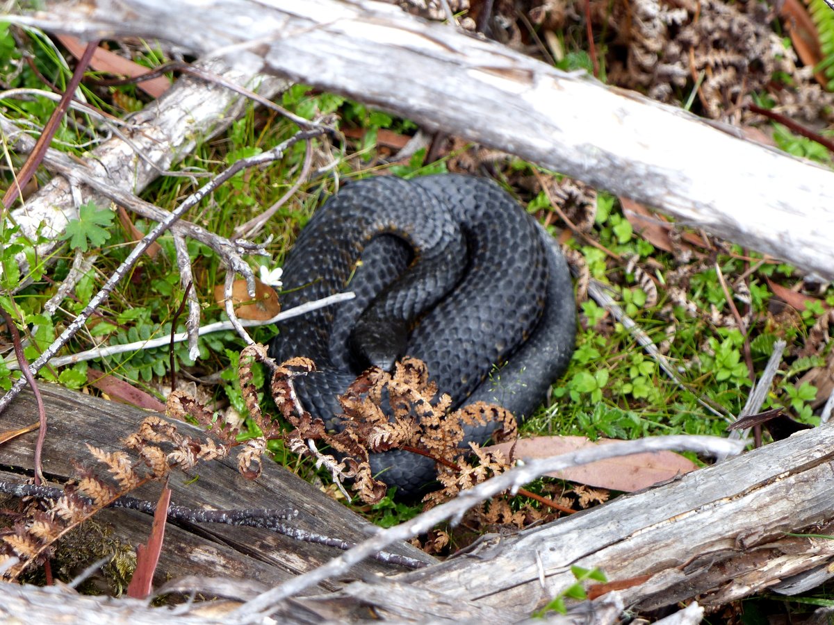Eine Black Tiger Snake (Notechis ater) am Lake St. Clare in Tassmanien am 13.1.2018