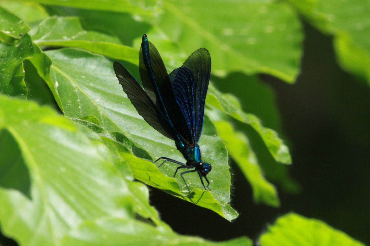 Eine Blauflgel-Prachtlibelle im Hellbachtal bei Mlln; 12.05.2018