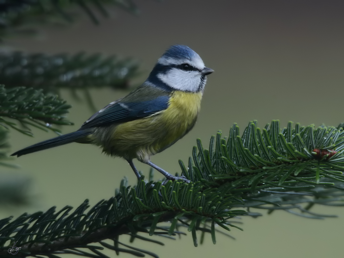 Eine Blaumeise (Hattingen, Dezember 2017)