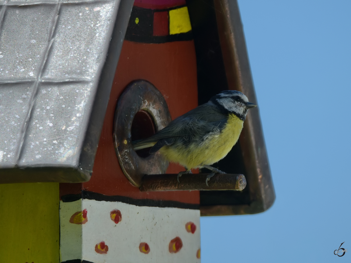 Eine Blaumeise verlsst ihr Nest