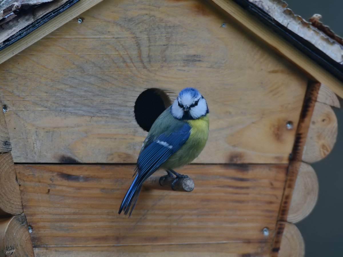 Eine Blaumeise vor ihrem neuen Nistplatz!? (Hattingen, Mrz 2018)