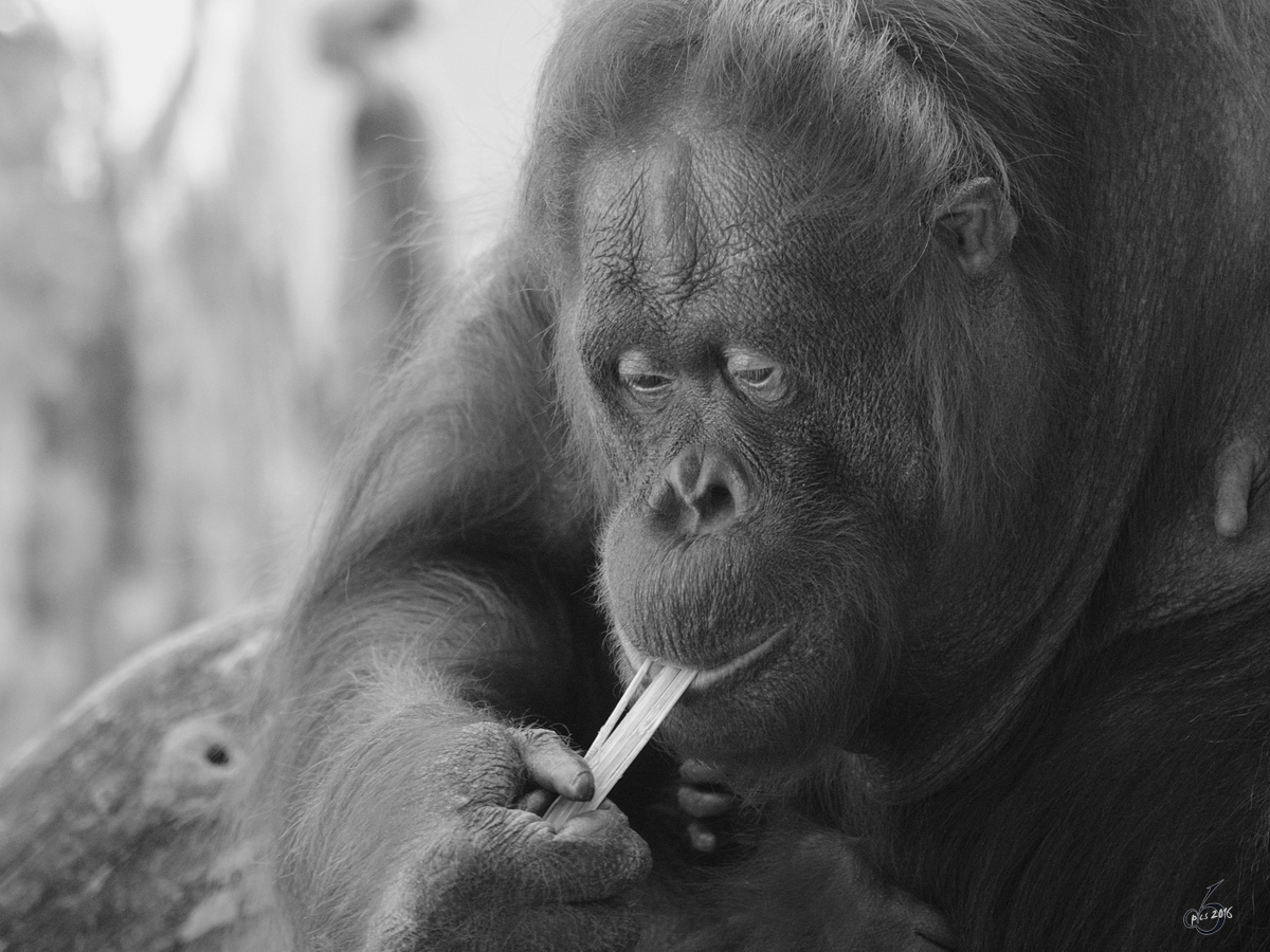 Eine Borneo-Orang-Utan-Dame im Zoo Duisburg. (September 2011)