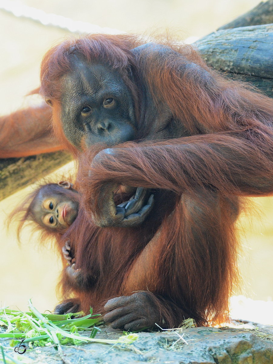 Eine Borneo-Orang-Utan-Mama mit Baby im Zoo Duisburg. (September 2011)