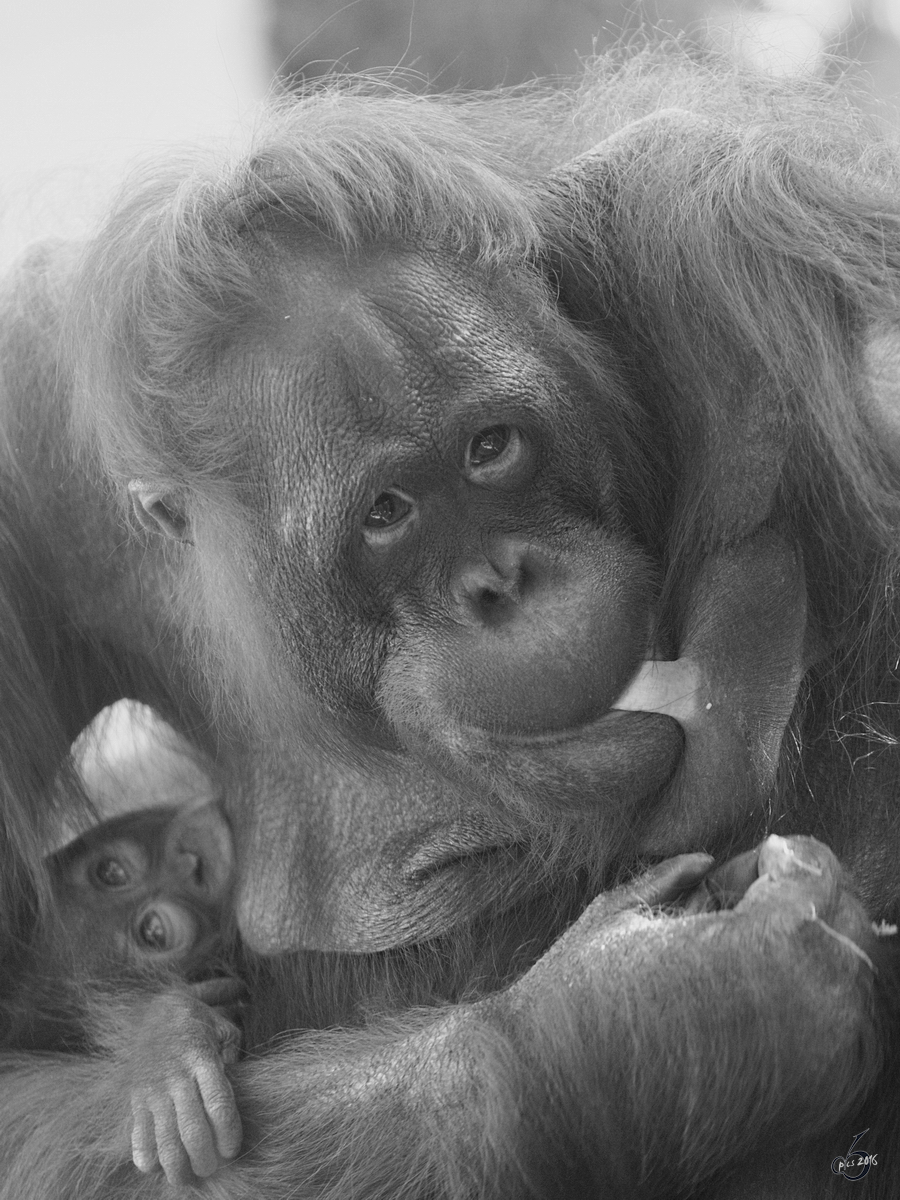 Eine Borneo-Orang-Utan-Mama mit Baby im Zoo Duisburg. (September 2011)