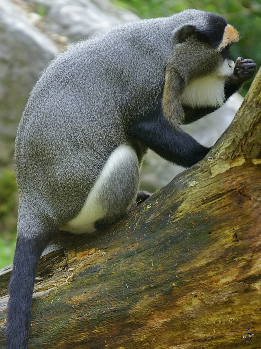 Eine Brazza-Meerkatze im Zoo Duisburg. (Oktober 2006)