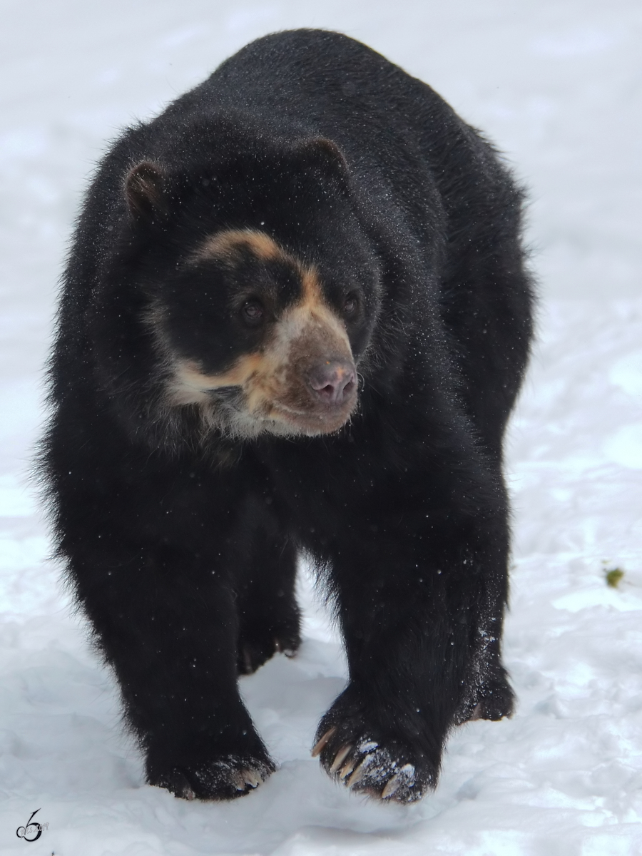 Eine Brillenbr im Zoo Dortmund. (Februar 2013)