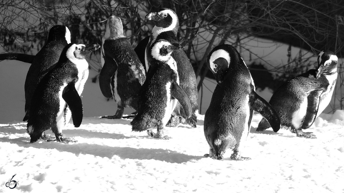 Eine Brillenpinguin-Bande im Zoo Wuppertal. (Januar 2009)