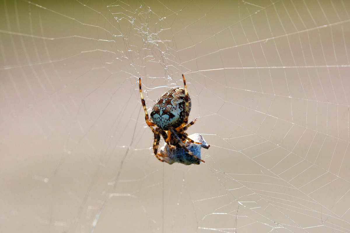 Eine dicke Spinne wickelt ihr Opfer ein. - 22.09.2016