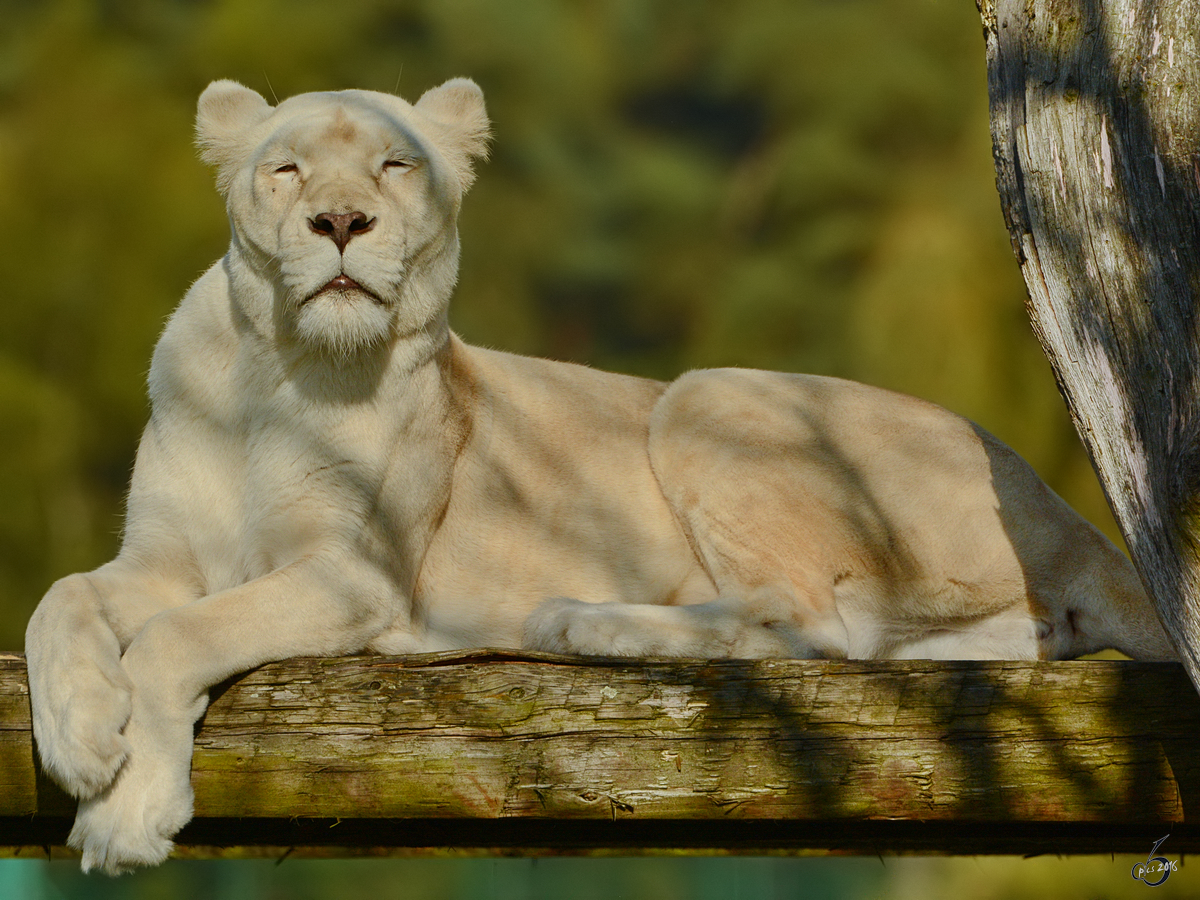 Eine divenhafte weie Transvaal-Lwin im Zoo Safaripark Stukenbrock. (Oktober 2014)