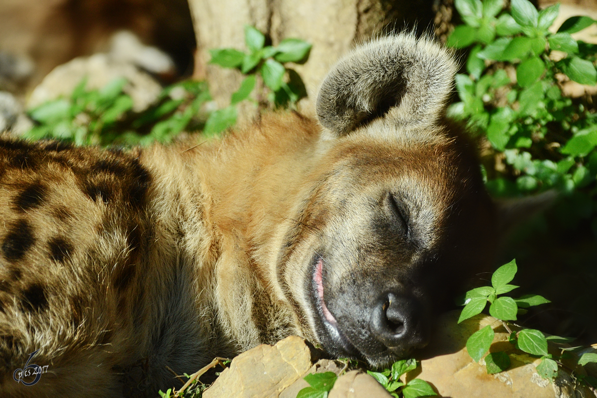 Eine dsende Tpfelhyne im Zoo Barcelona (Dezember 2011)