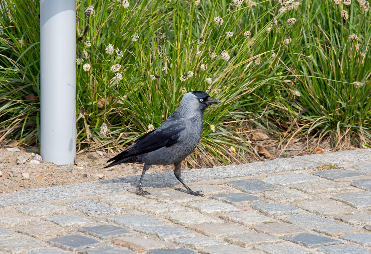 Eine Dohle beim Sonntagsspaziergang. - 06.04.2014