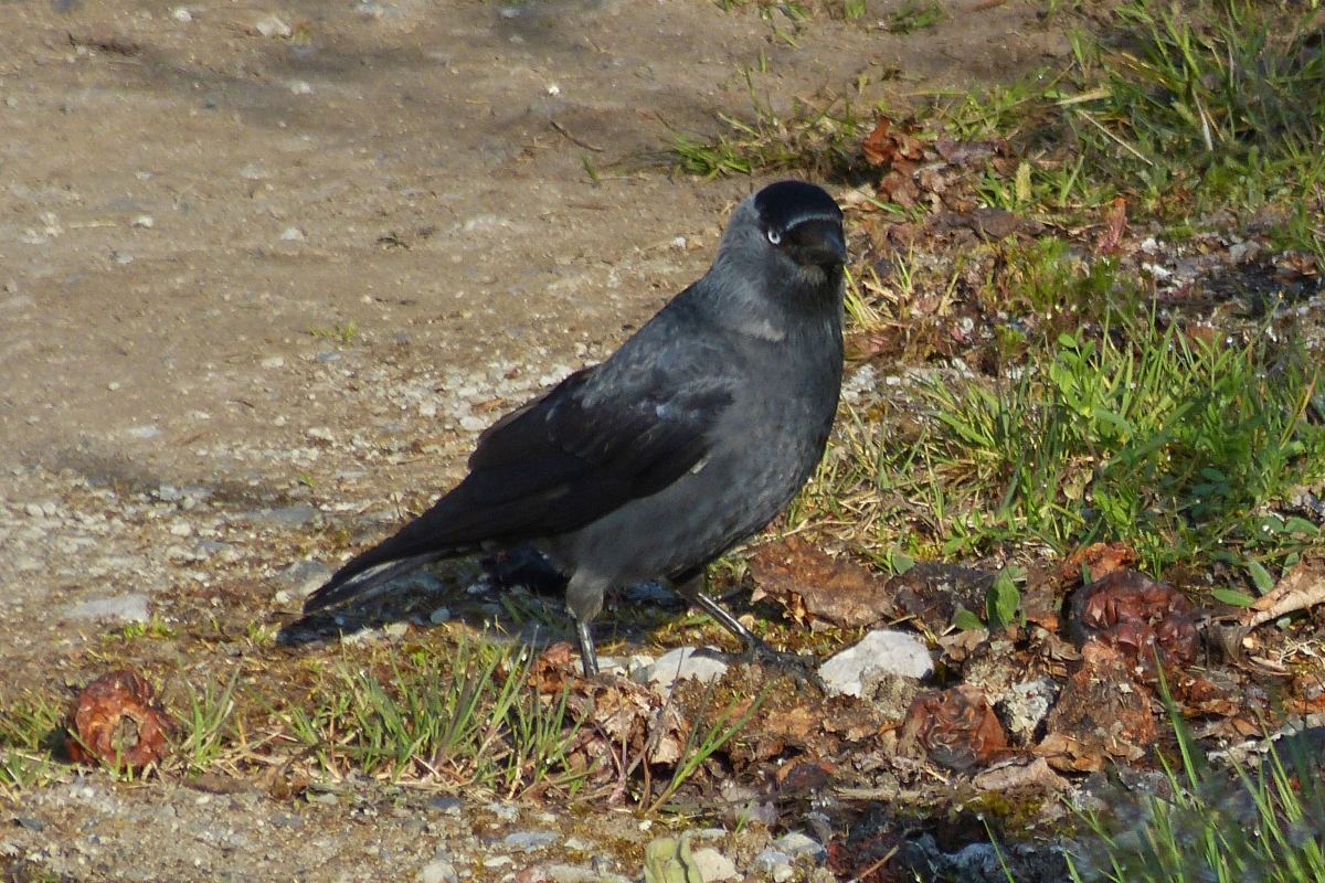 Eine Dole auf Futtersuche. 20.04.21