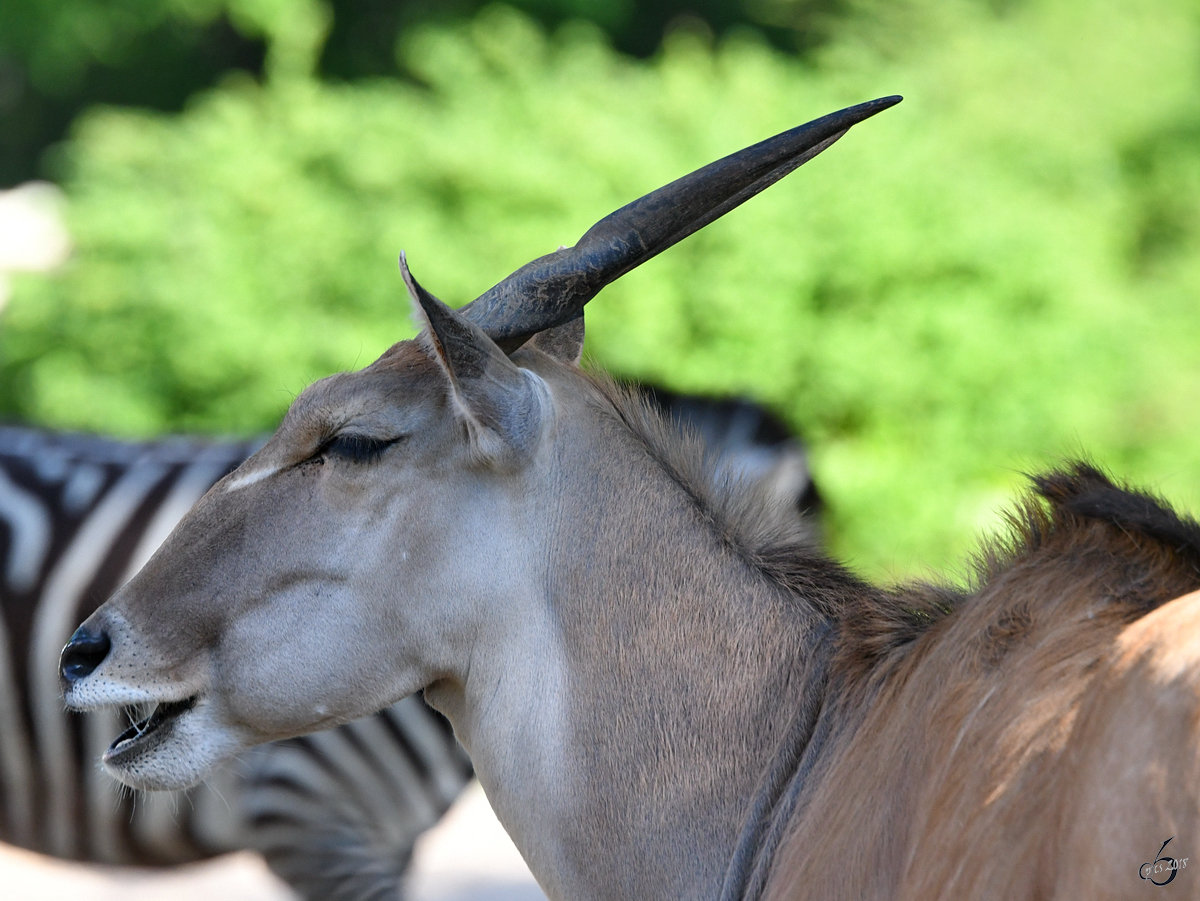 Eine Elenantilope im Seitenportrait. (Zoo Berlin, April 2018)