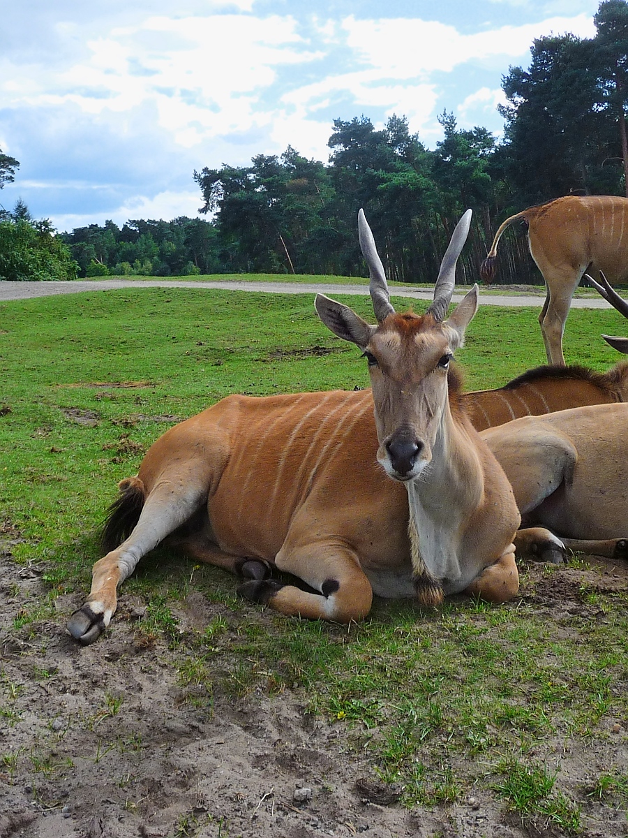 Eine Elenantilope im Serengetipark, 9.9.15 