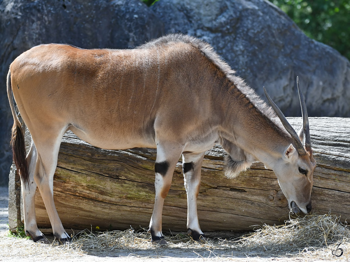 Eine Elenantilope im Zoo Berlin. (April 2018)