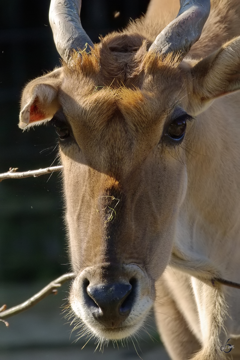 Eine Elenantilope im Zoo Dortmund. (September 2008)