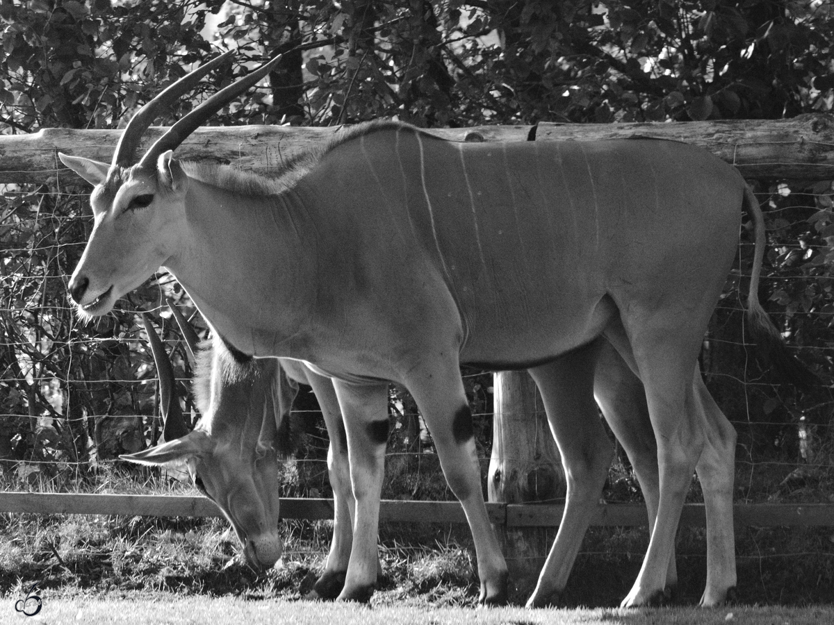 Eine Elenantilope im Zoo Safaripark Stukenbrock. (Oktober 2014)