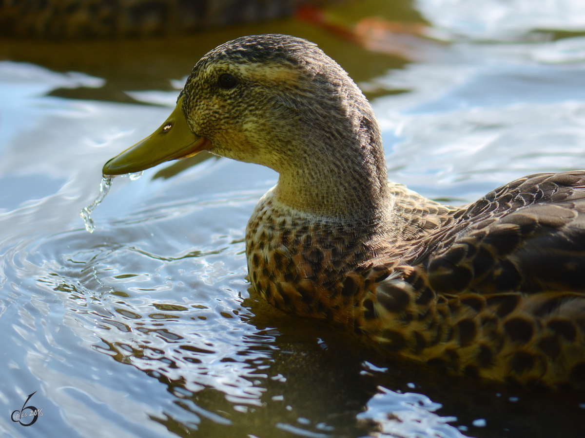 Eine Ente auf einem Dorfteich