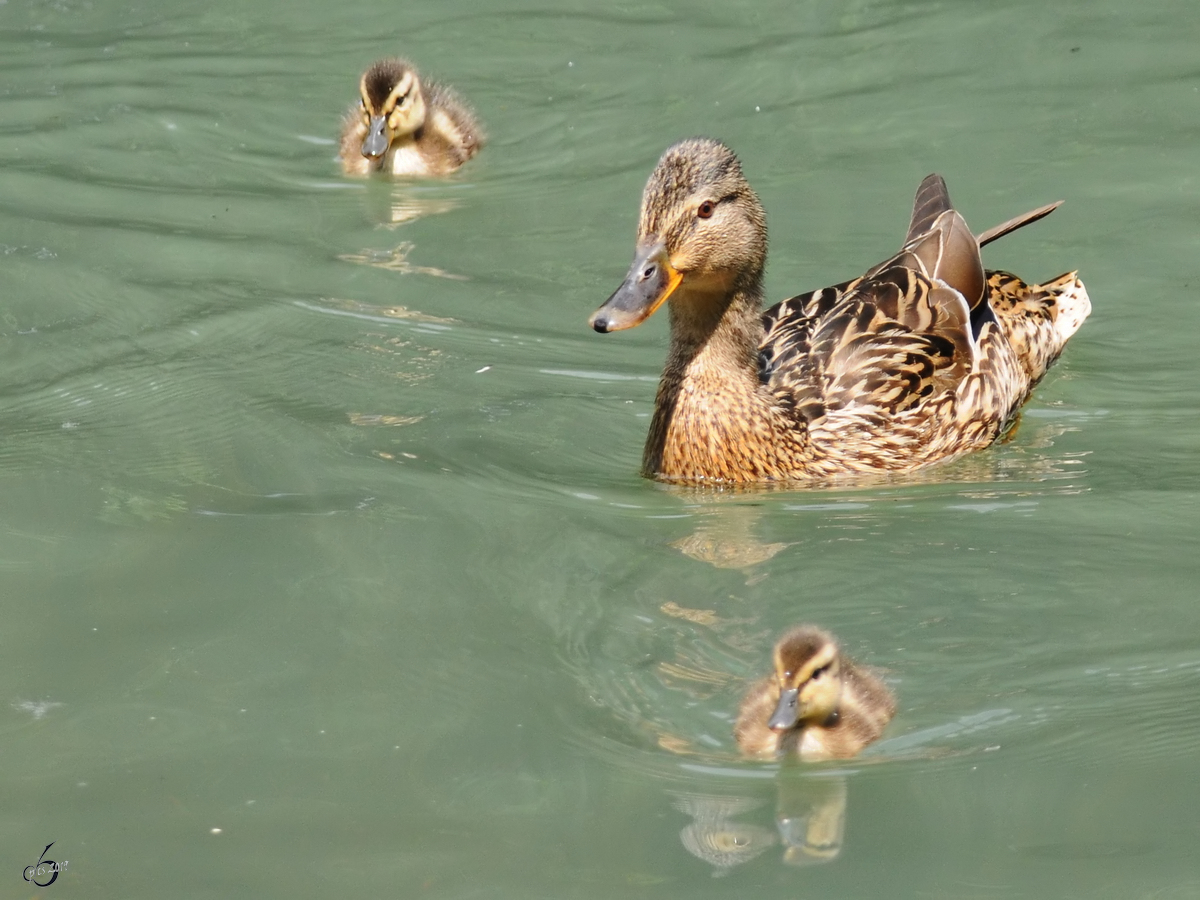 Eine Ente mit Nachwuchs. (Zoo Dortmund, Juni 2010)