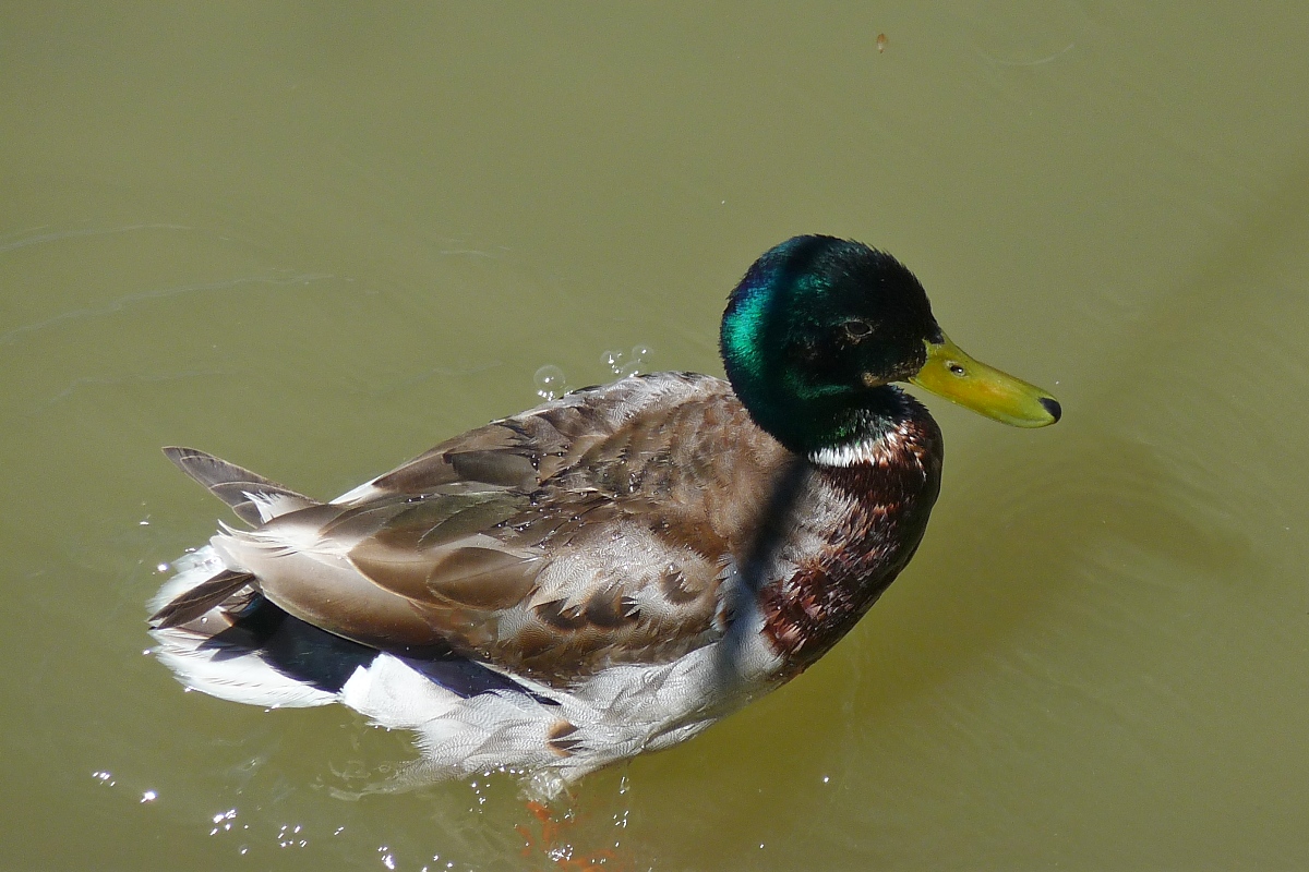 Eine Ente schwimmt auf der Donau in Budapest, 18.6.2016