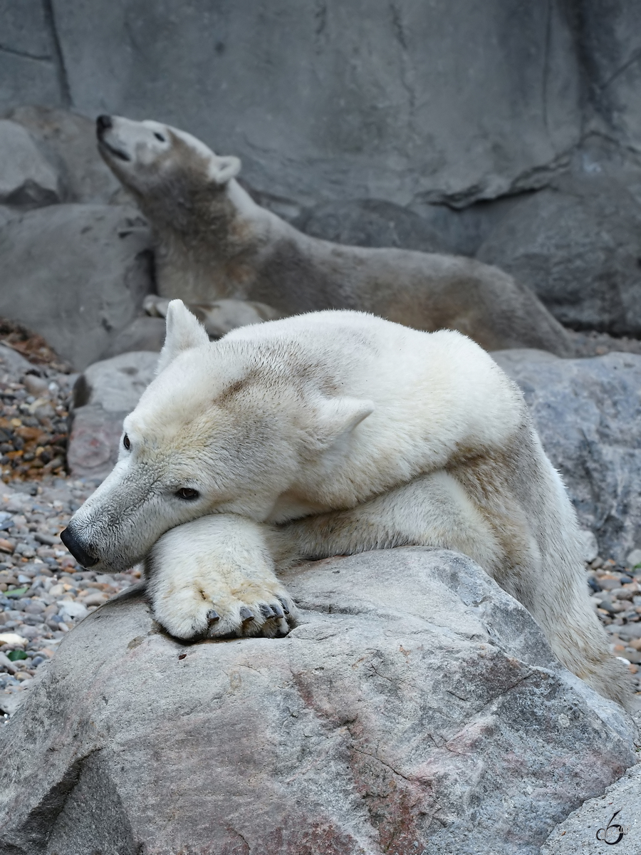 Eine entspannte Eisbrin mit ihrem Nachwuchs. (Zoo Aalborg, Juni 2018)