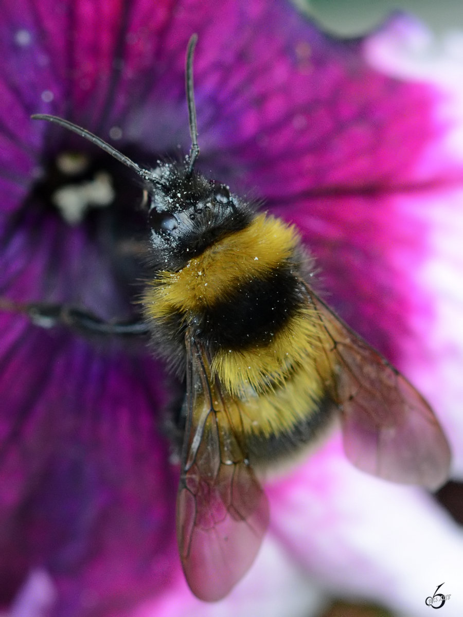 Eine (Erd?)hummel auf der Suche nach Nektar. (Hattingen, Mai 2018)