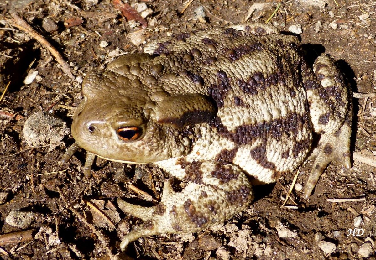 Eine Erdkrte (Bufo bufo). Gesehen im Naturpark Kaunergrat in sterreich.