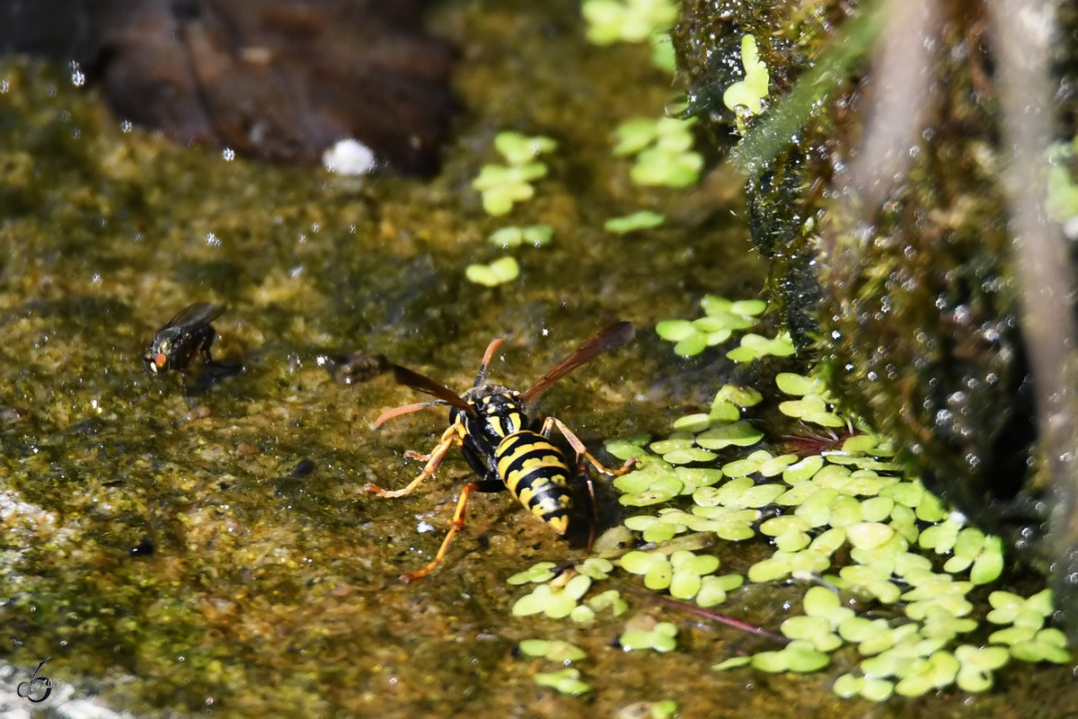 Eine Feldwespe (?) im feuchten Nass. (Hattingen, Mai 2018)