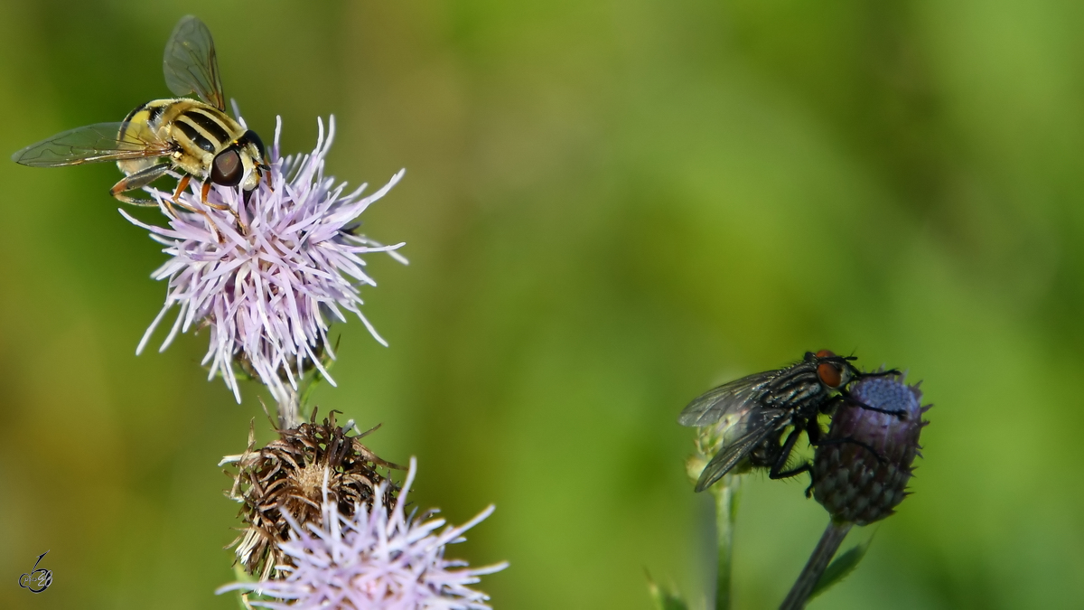 Eine Feldwespe und eine Fleischfliege auf Nektarsuche. (Hattingen, Juli 2020)