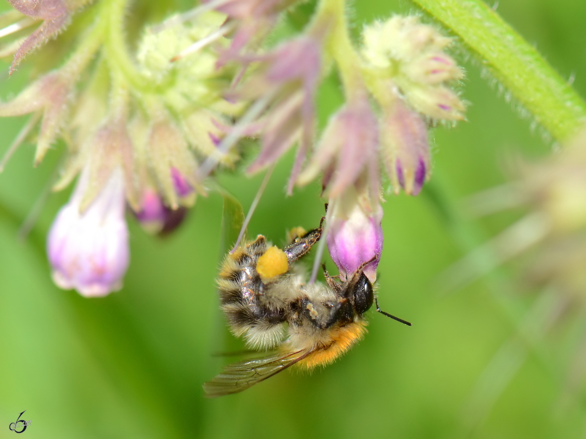Eine fleiige Biene in den Peenewiesen bei Jarmen. (August 2012)