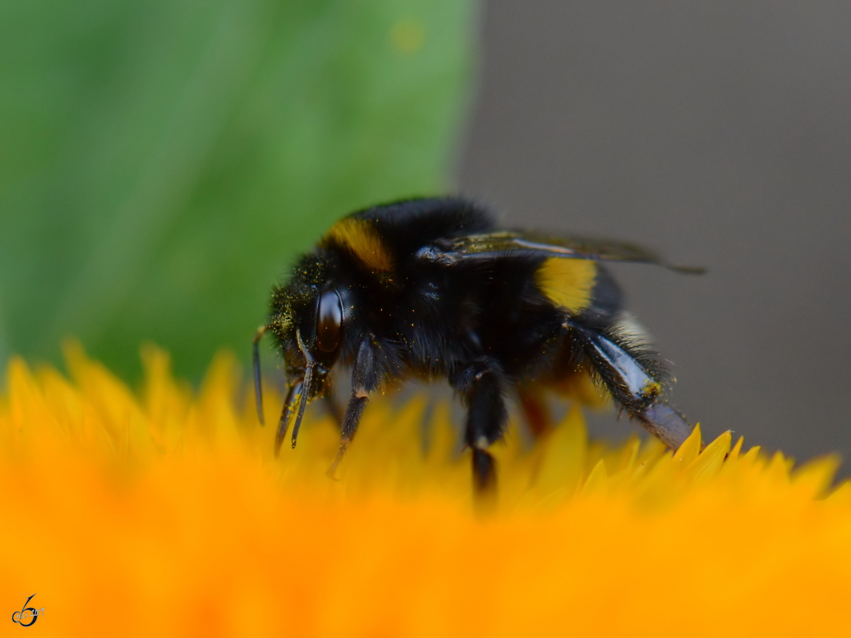 Eine fleiige Hummel in den Peenewiesen bei Jarmen. (August 2012)