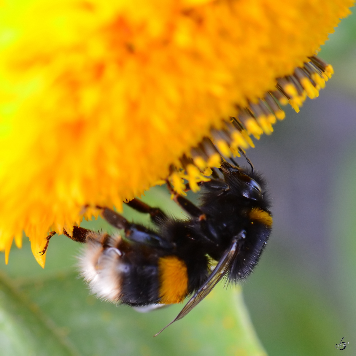 Eine fleiige Hummel sammelt Nektar. (Jarmen, August 2012)