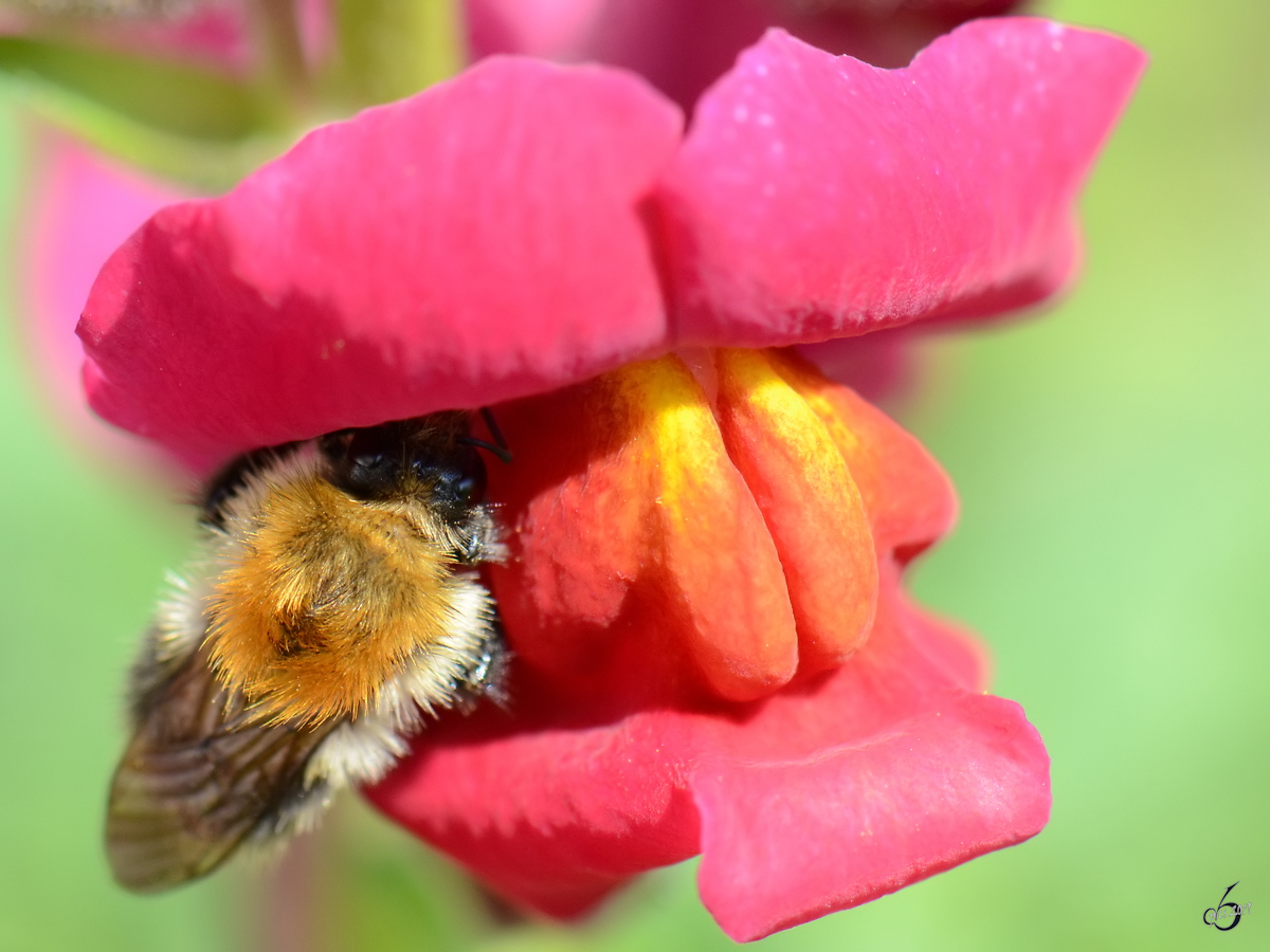 Eine fleiige Hummel sammelt reichlich Nektar. (Jarmen, Juni 2011)