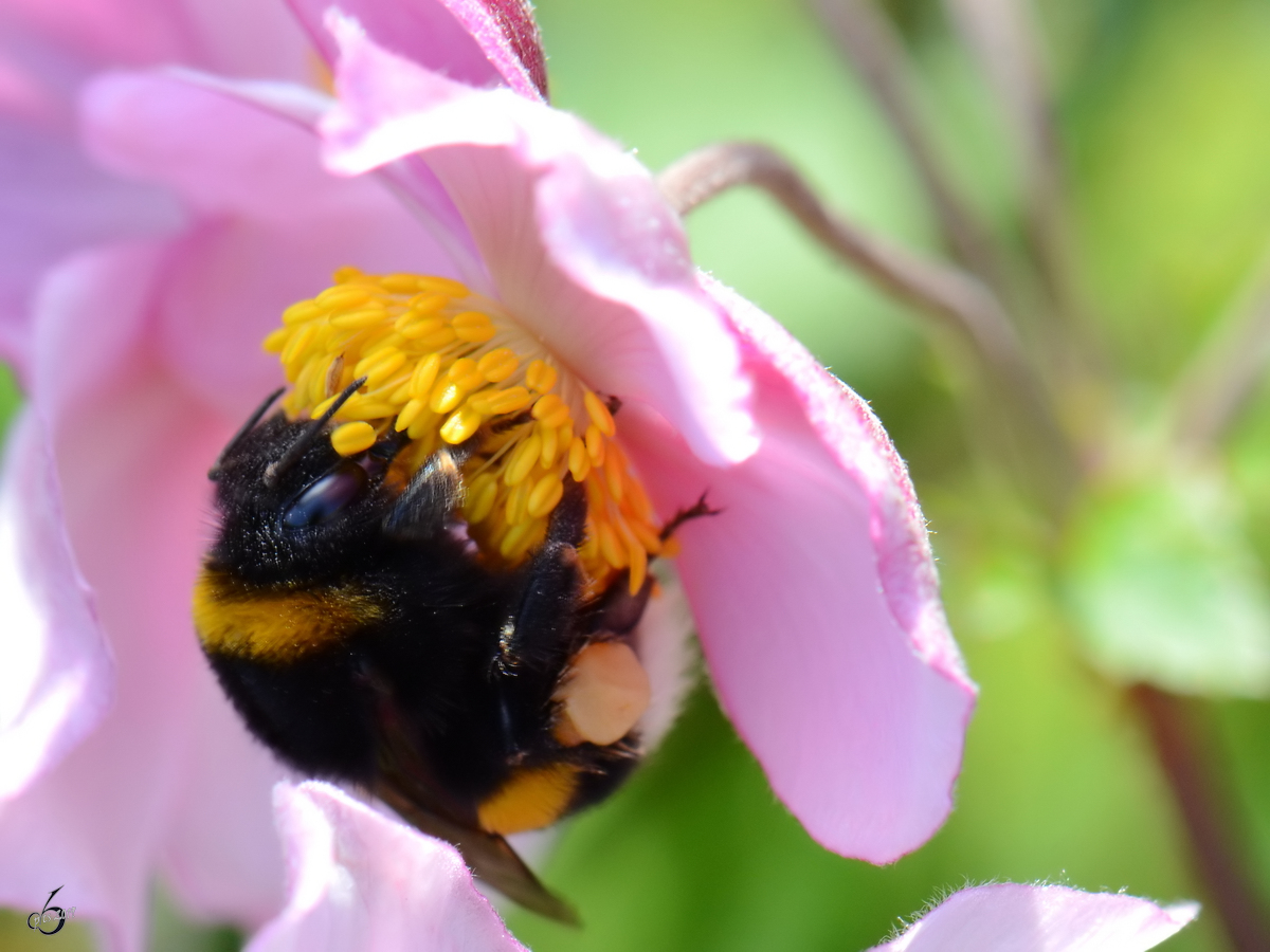 Eine fleiige Hummel sammelt reichlich Nektar. (Jarmen, August 2012)