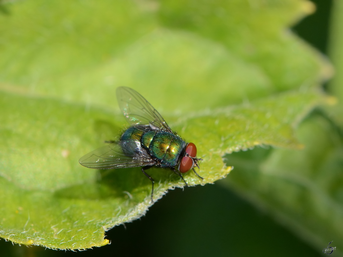 Eine Fliege pausiert auf einem Blatt. (Jarmen, August 2012)